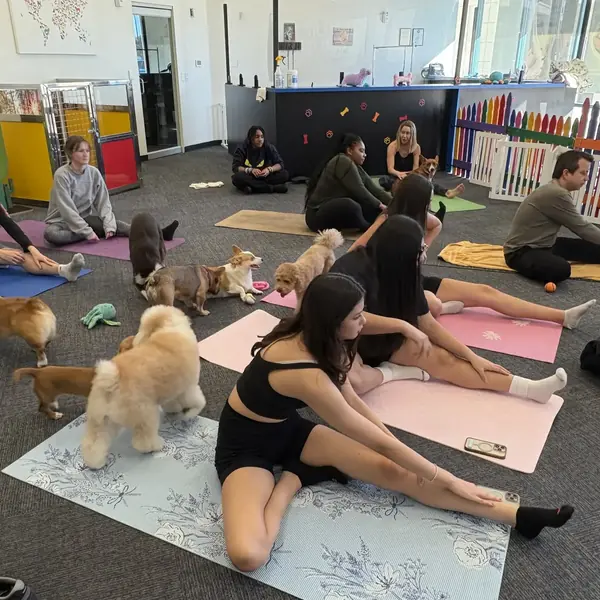Puppy yoga session at K9 Rox Club